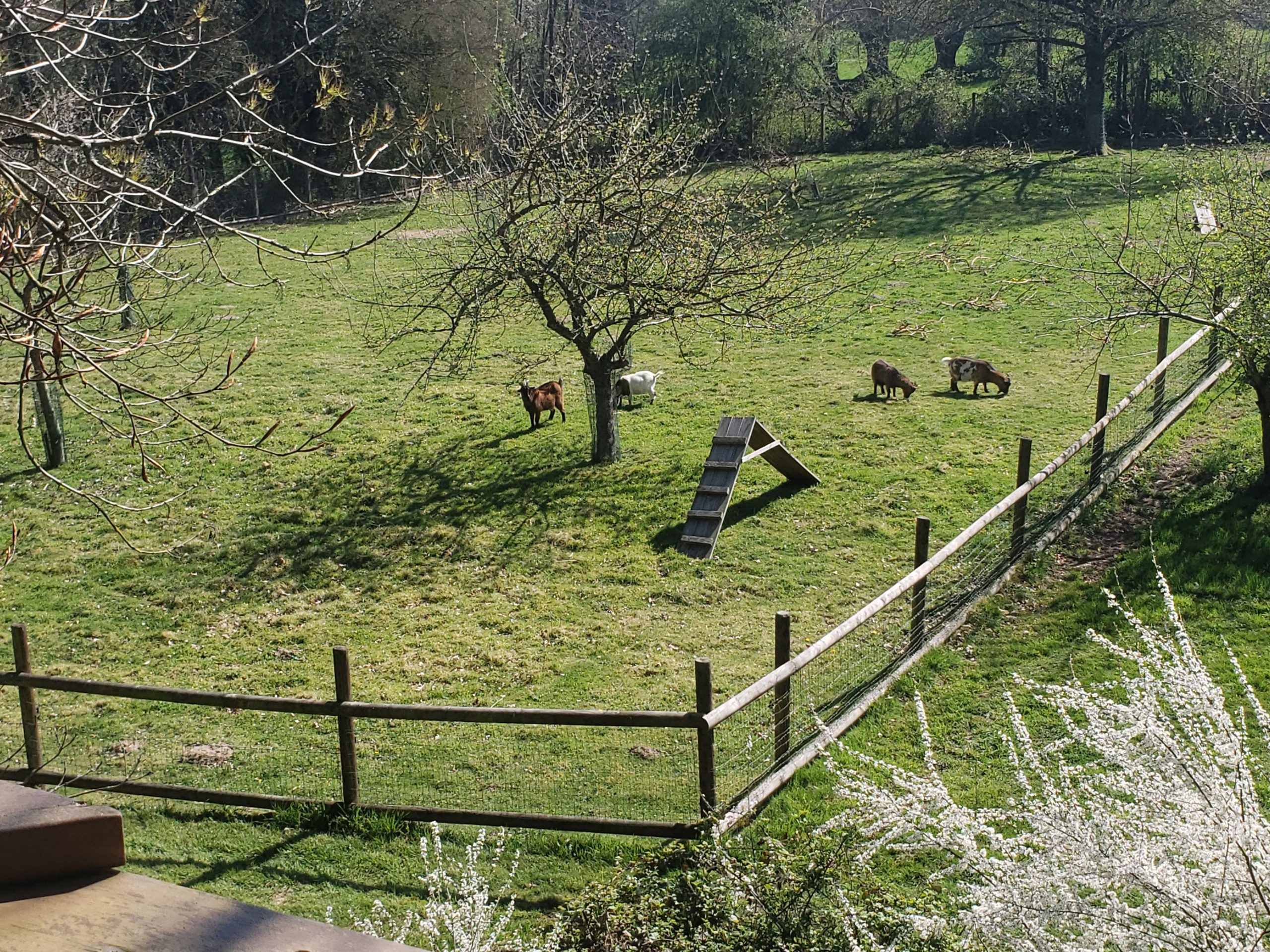 20250410_122144 Hébergement insolite en Haute-Normandie avec des chèvres dans un champ verdoyant.