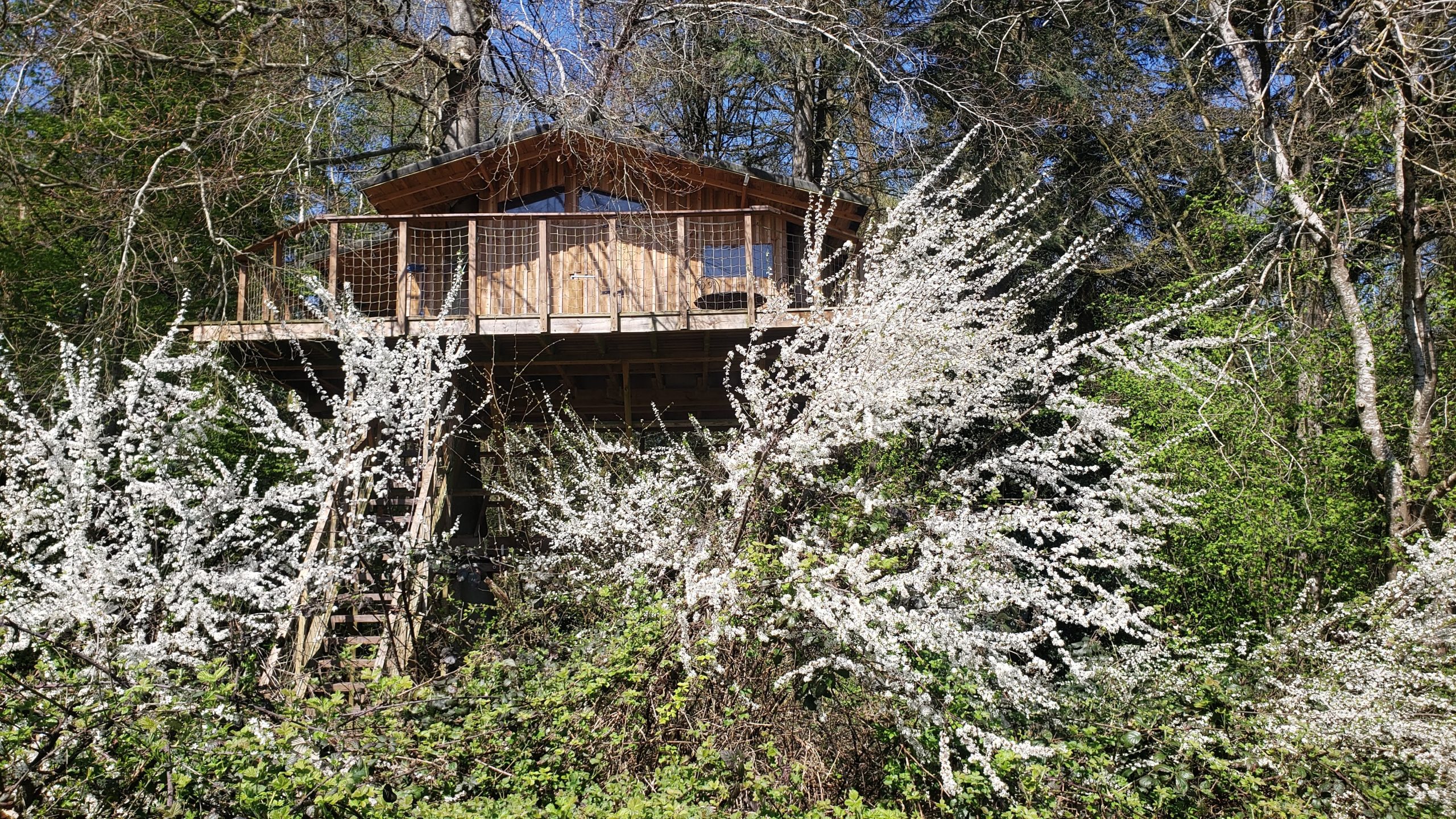20250410_123742 Cabane perchée en bois entourée de fleurs blanches en Haute-Normandie.