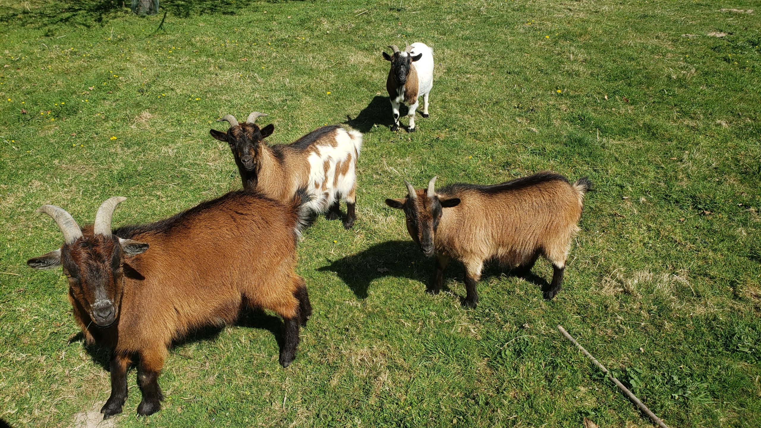 20250410_124045 Hébergement insolite en Haute-Normandie avec des chèvres sur un terrain verdoyant.