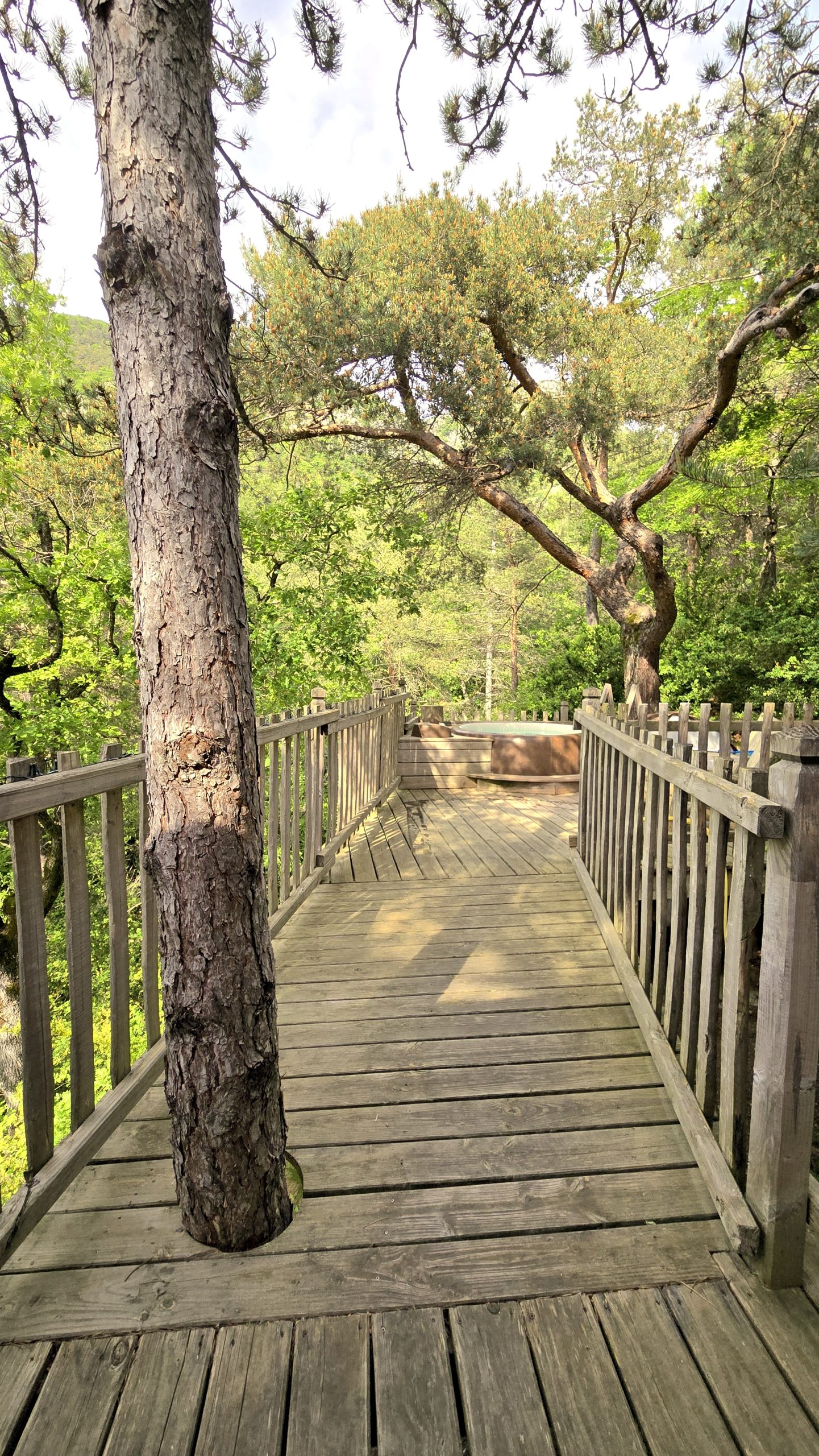 20250519_170231 Cabane dans les arbres en Provence-Alpes-Côte dAzur, avec un chemin en bois entouré de verdure.