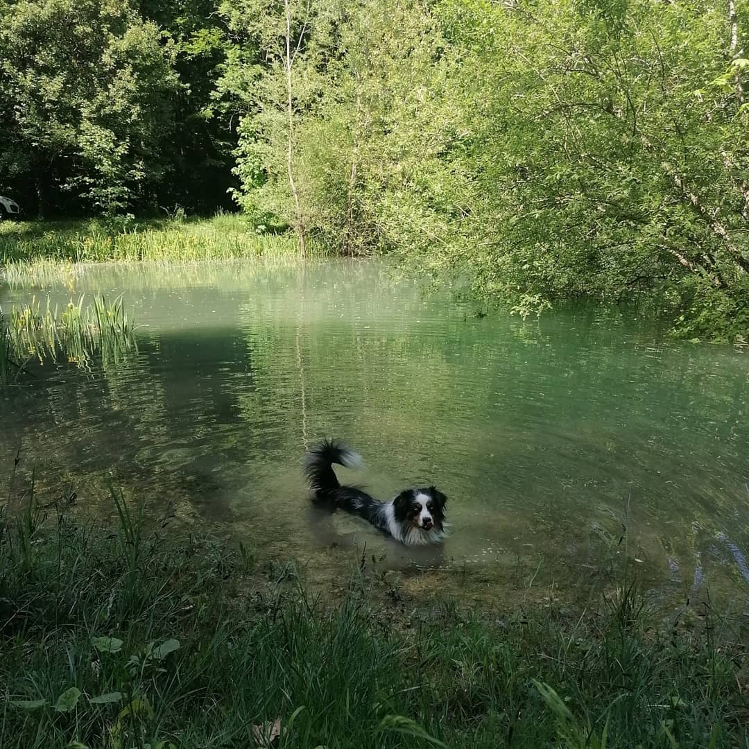 98205379_770764380399574_1657127845996003328_n Hébergement insolite à Champagne-Ardennes, un chien dans leau claire dun étang verdoyant.