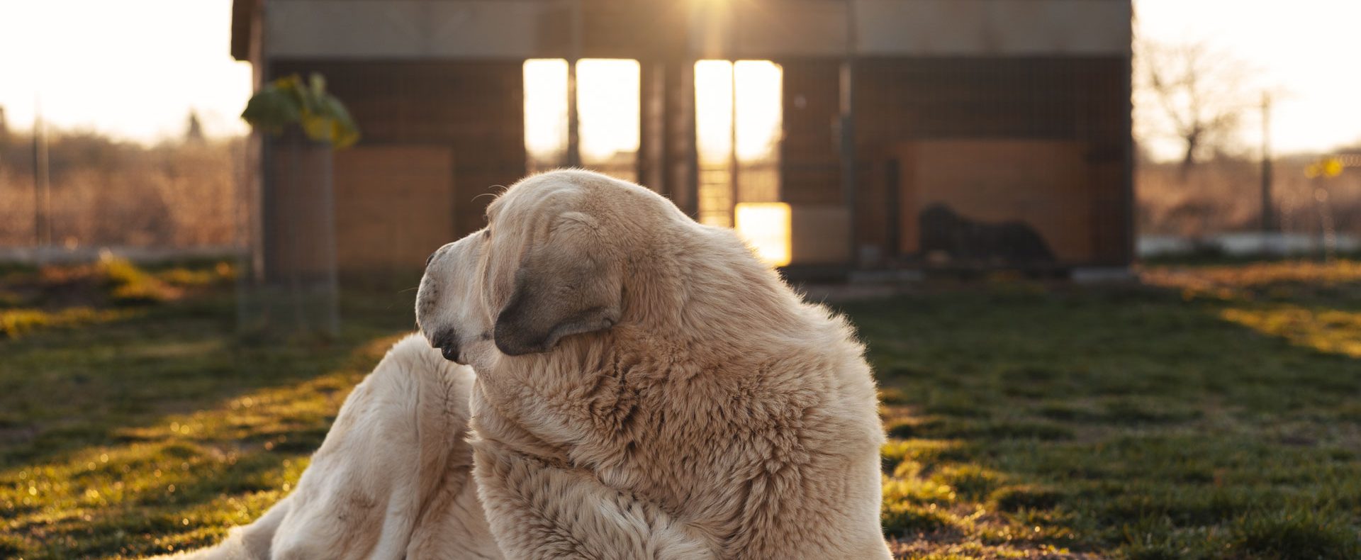 Séjourner avec son chien dans un hébergement insolite