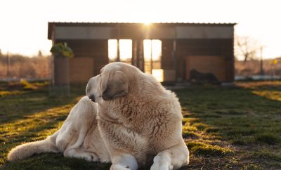 Séjourner avec son chien dans un hébergement insolite