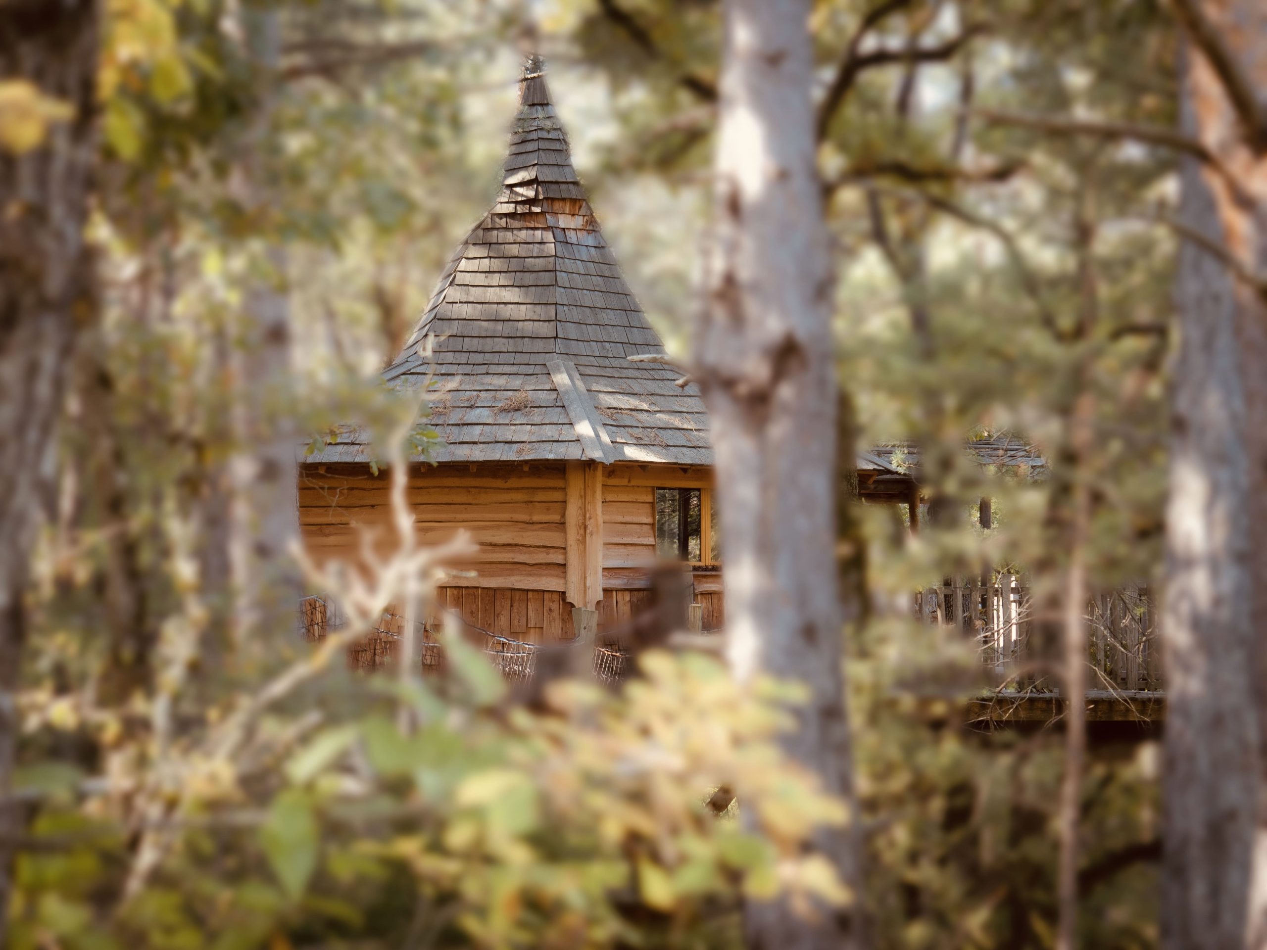 Copie de PA140394-Modifier Cabane perchée en bois, entourée darbres, offrant une vue paisible sur la nature.