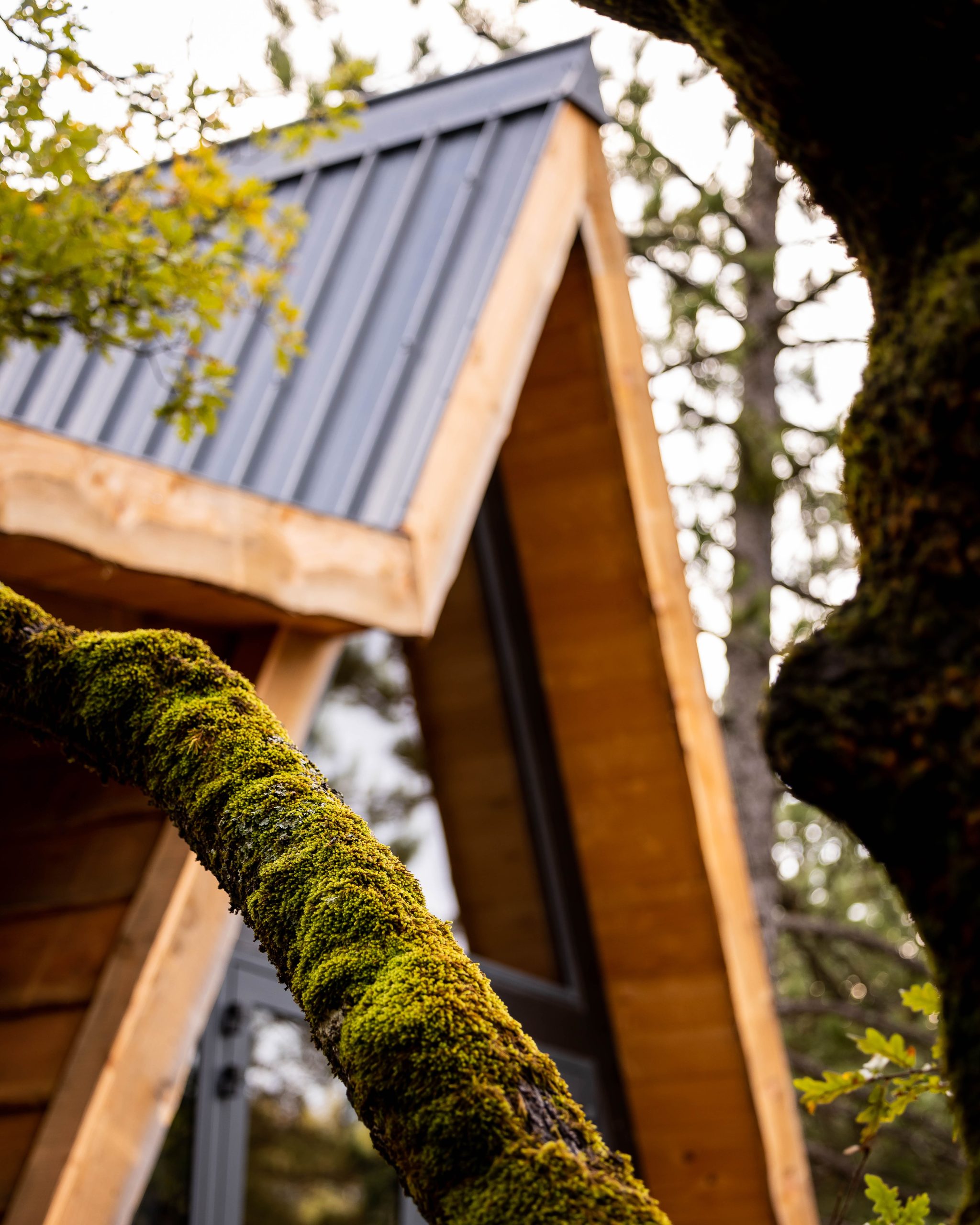 Copie de md7 (251) Cabane en bois avec un toit en pente, entourée de verdure et de mousse.