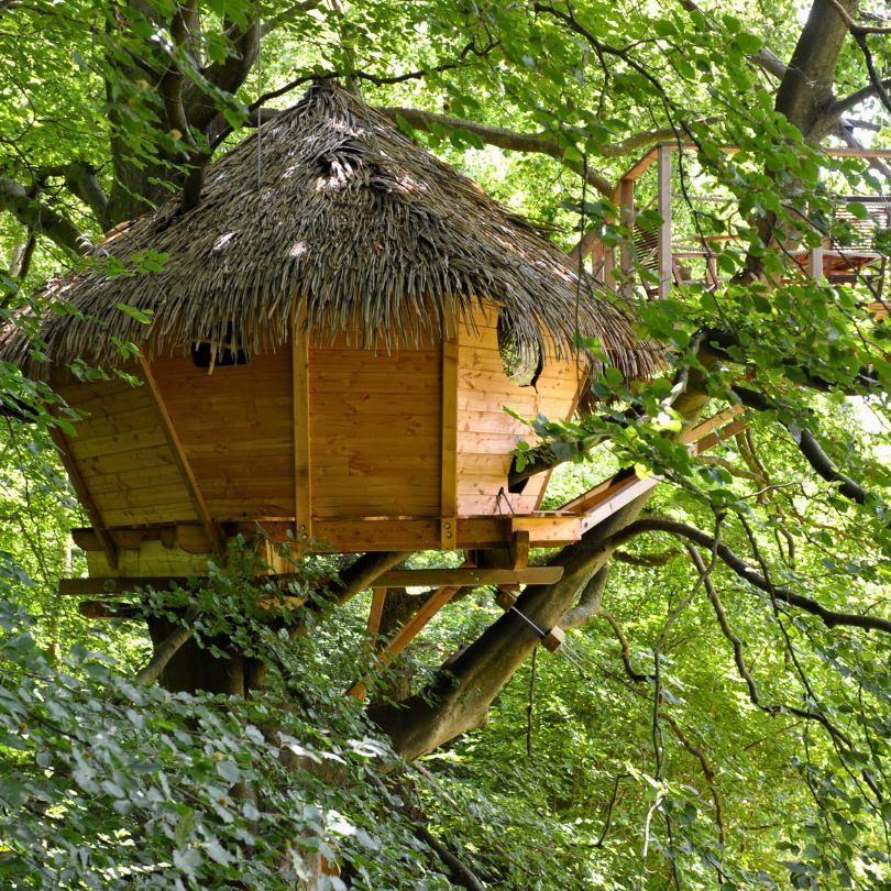 Grand hêtre4 Cabane dans les arbres en bois, avec un toit de chaume, nichée au cœur d'une verdure luxuriante.