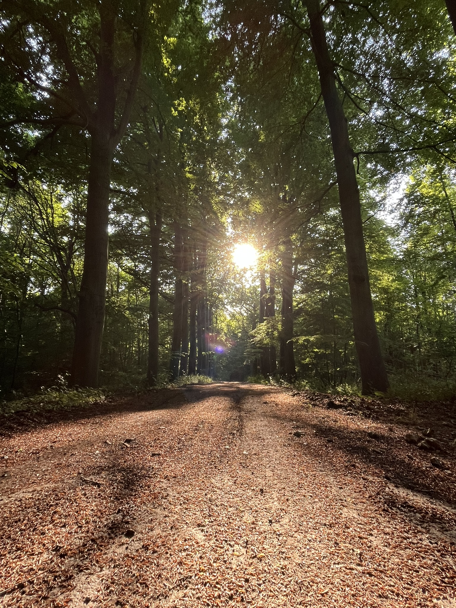 IMG_0265 Hébergement insolite en pleine forêt, chemin de terre bordé d'arbres majestueux et lumière dorée.