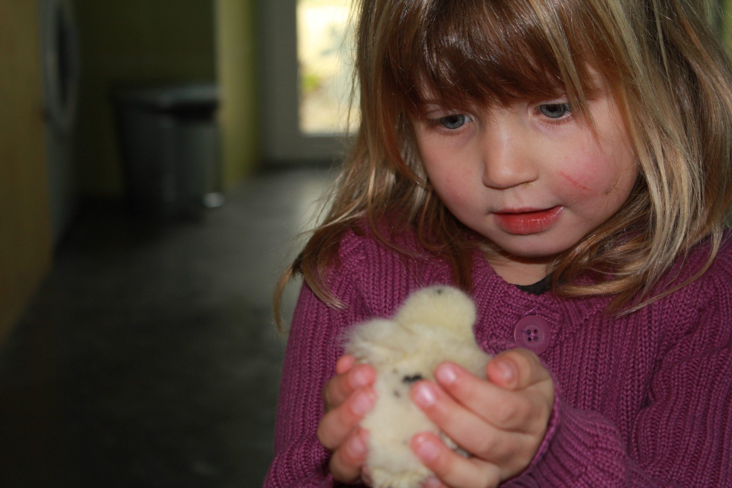 Animaux_Mini-ferme_poussin_HD