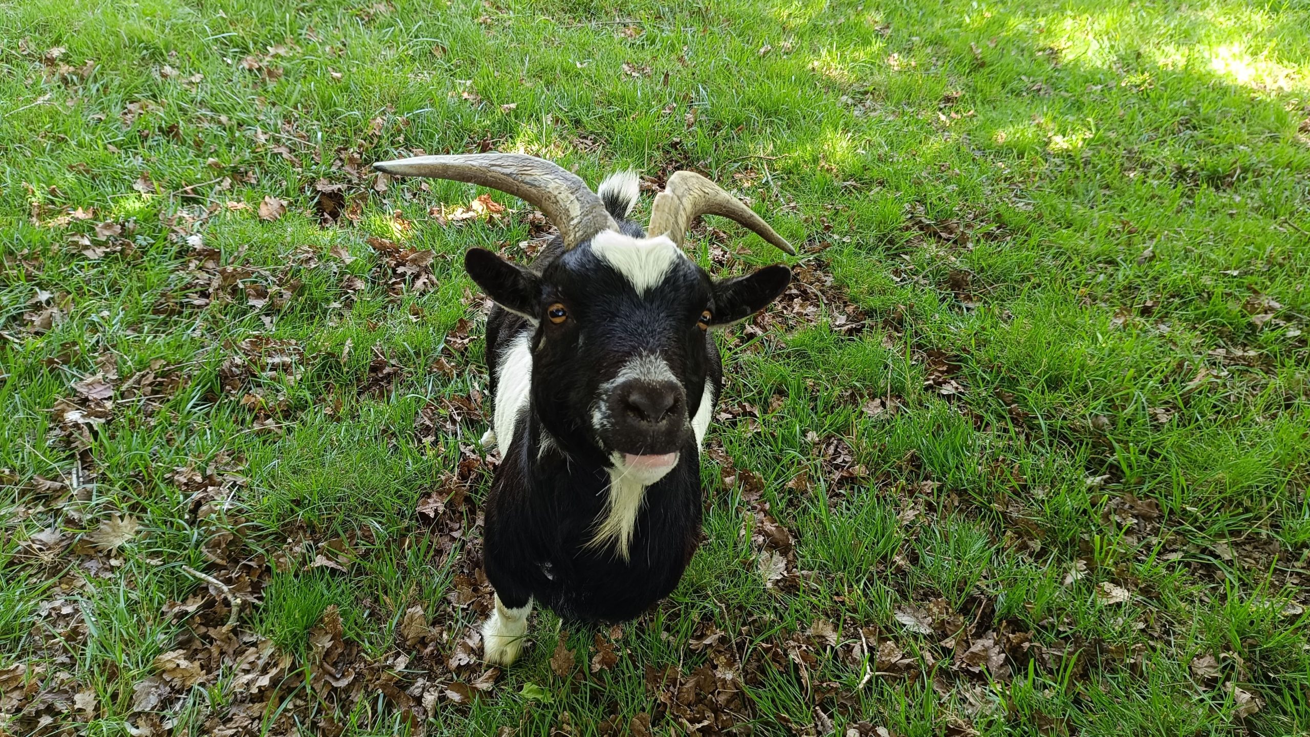 1747308360046 Chalet en pleine nature avec une chèvre curieuse sur un tapis de verdure.
