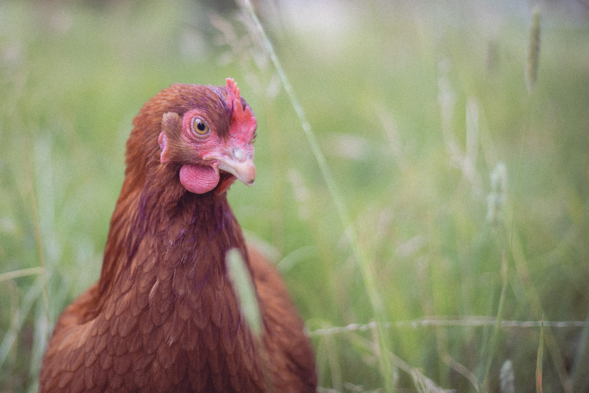 Hébergement en ferme avec poules en liberté dans un jardin verdoyant.