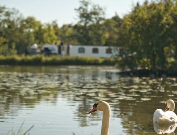 Chalet au bord de leau, avec des cygnes nageant paisiblement.