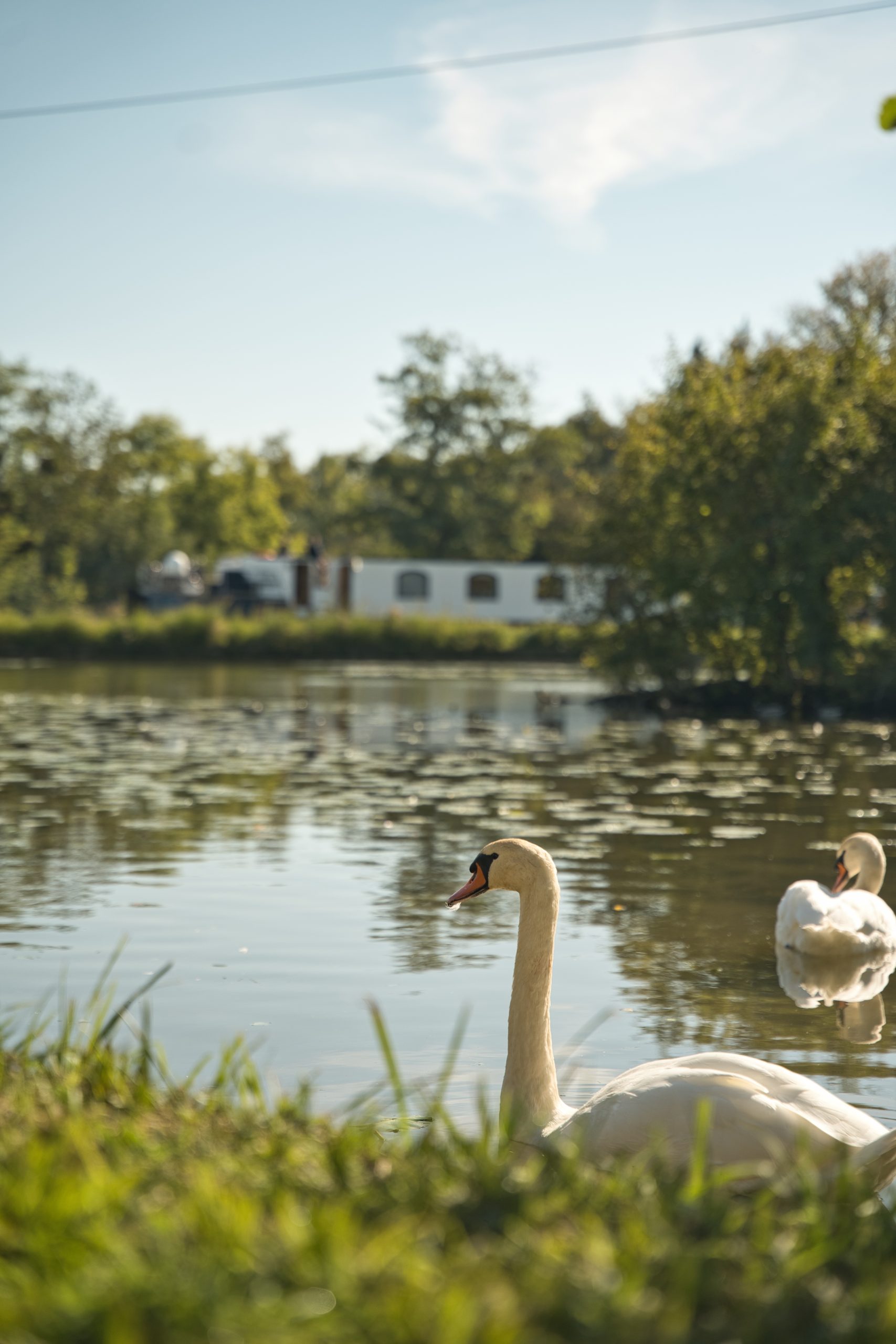 Chalet au bord de leau, avec des cygnes nageant paisiblement.