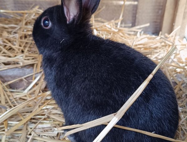 Hébergement touristique avec un charmant lapin noir sur un lit de paille.