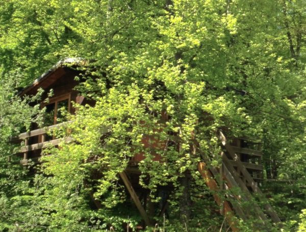 Cabane dans les arbres entourée de verdure luxuriante et darbres feuillus.