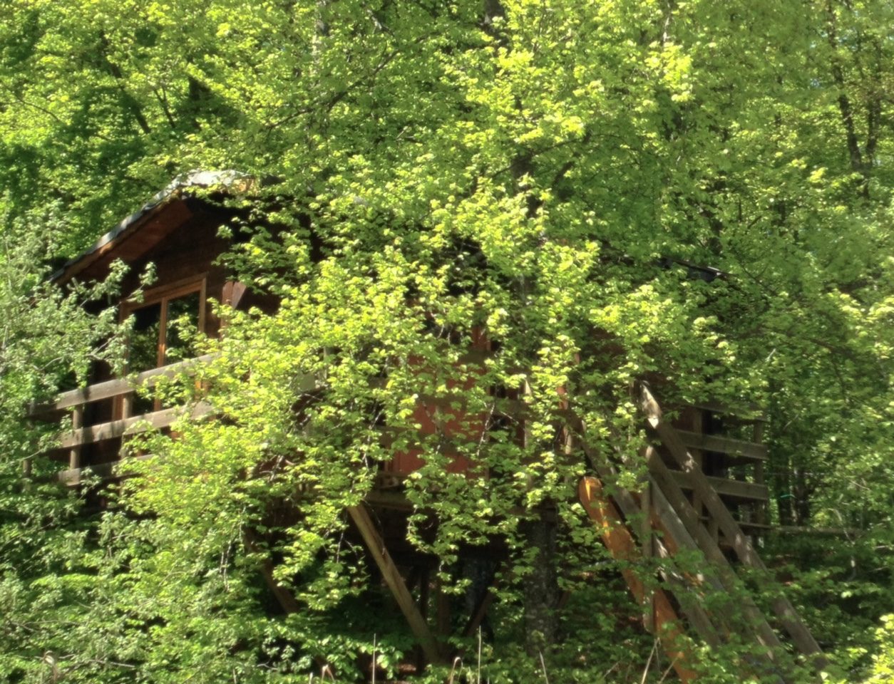 Cabane dans les arbres entourée de verdure luxuriante et darbres feuillus.