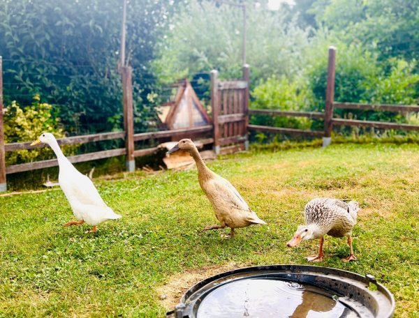 Hébergement rural avec des canards se promenant dans un jardin verdoyant.