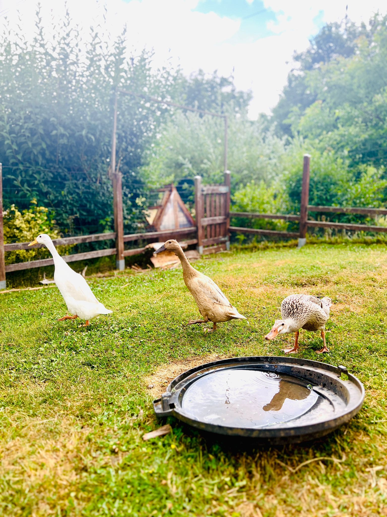 Hébergement rural avec des canards se promenant dans un jardin verdoyant.