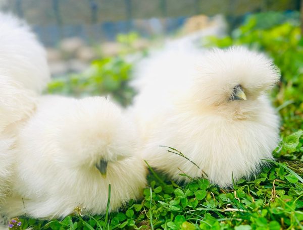 Hébergement en pleine nature avec des poules soyeuses sur un tapis de verdure.