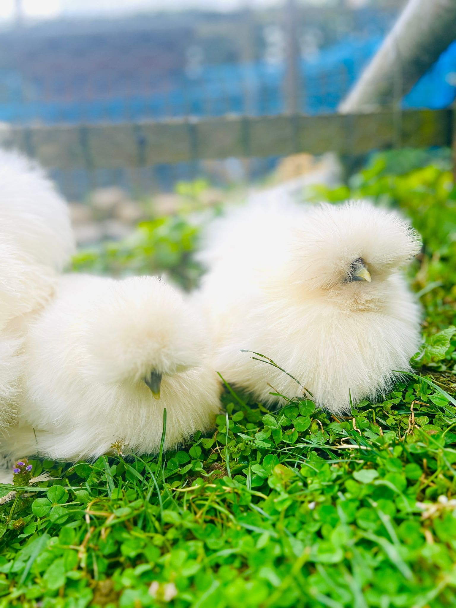 Hébergement en pleine nature avec des poules soyeuses sur un tapis de verdure.