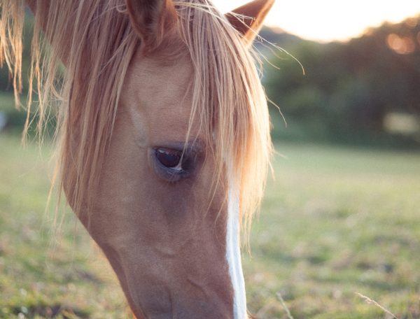 Hébergement en pleine nature avec un cheval paisible broutant lherbe verte.
