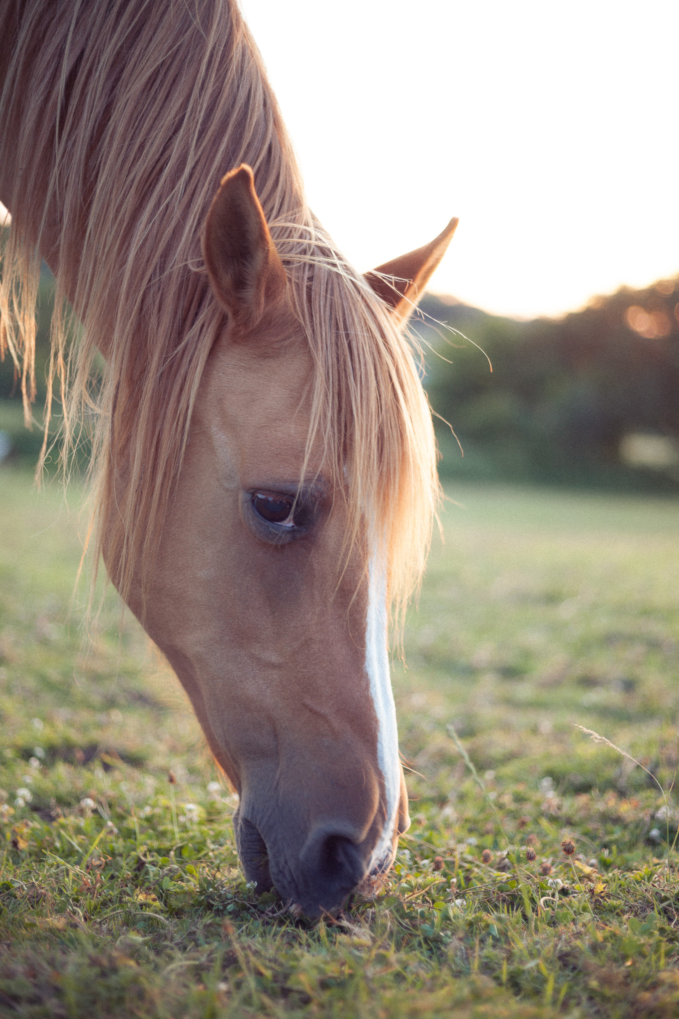 Hébergement en pleine nature avec un cheval paisible broutant lherbe verte.