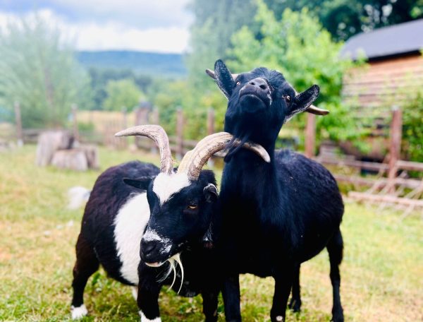 Chalet rural avec des chèvres noires et blanches dans un cadre verdoyant.