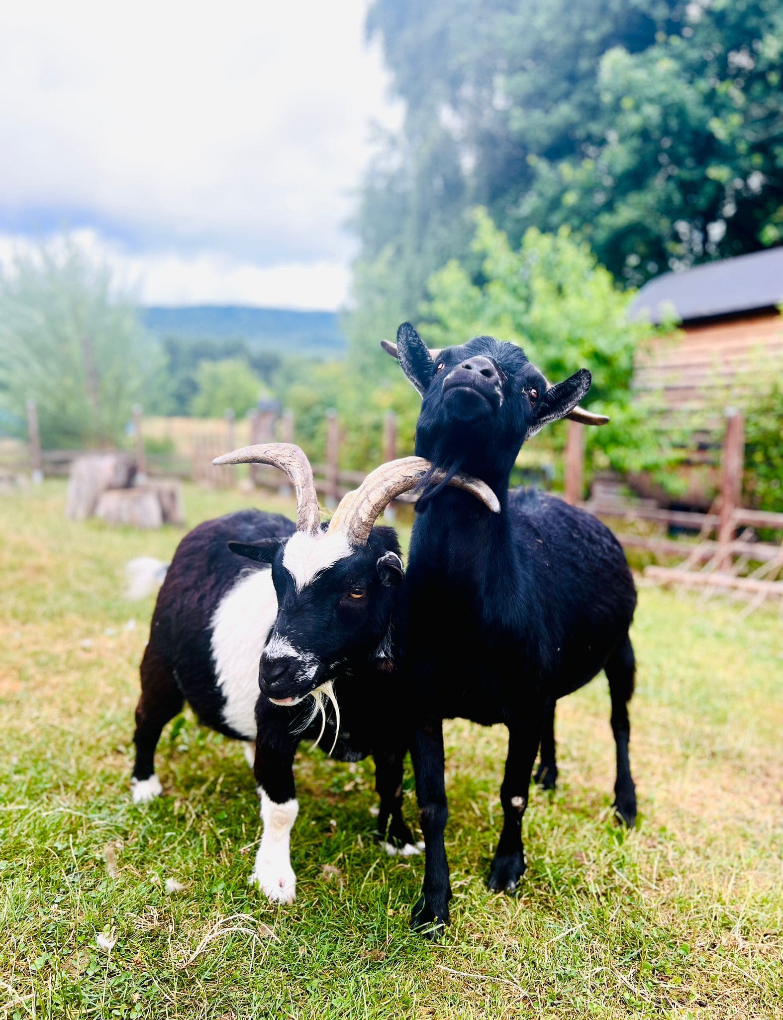Chalet rural avec des chèvres noires et blanches dans un cadre verdoyant.