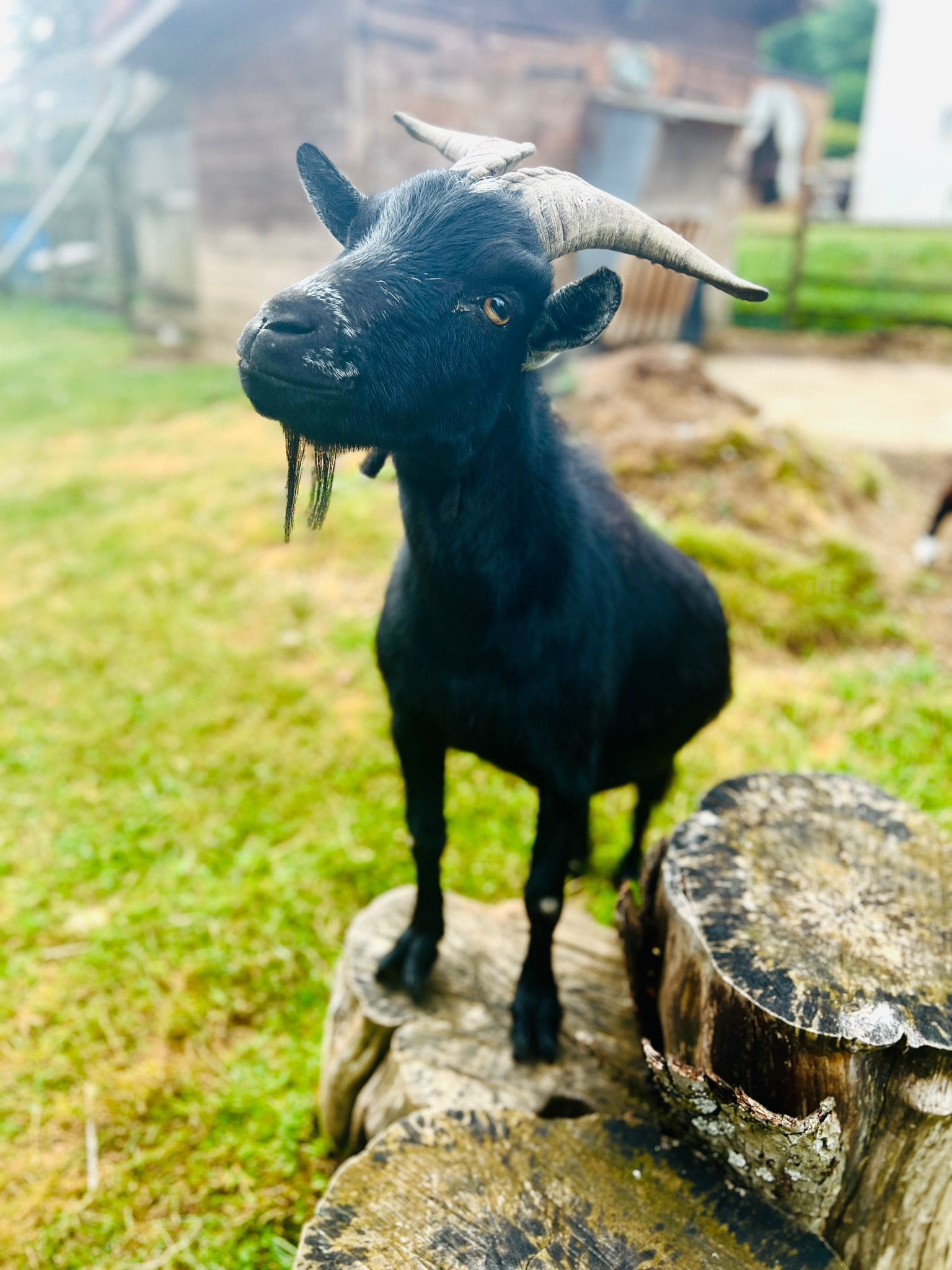 Territoire de Belfort à Leval Chalet en pleine nature avec une chèvre noire curieuse sur un tronc d'arbre.
