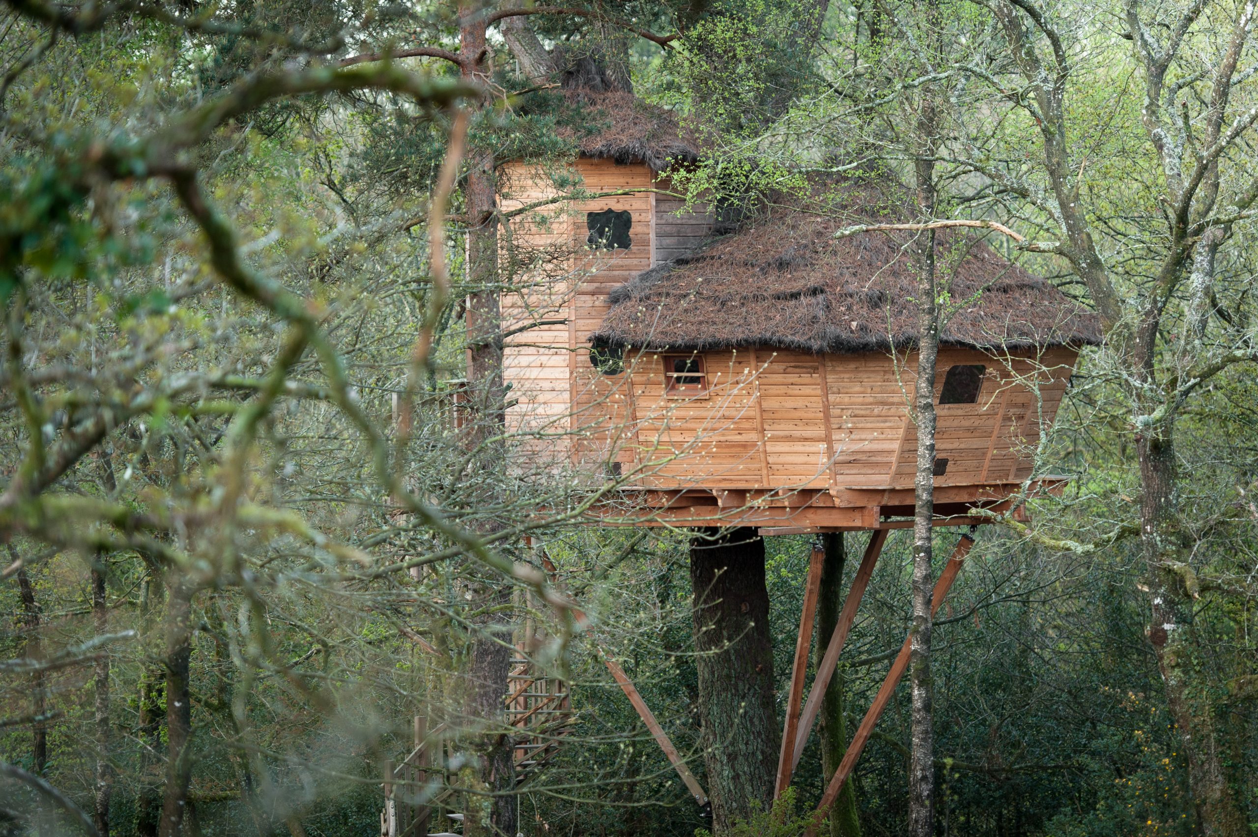 week-end-en-famille-bretagne Cabane perchée dans les arbres, en bois avec toit de chaume, entourée de verdure luxuriante.